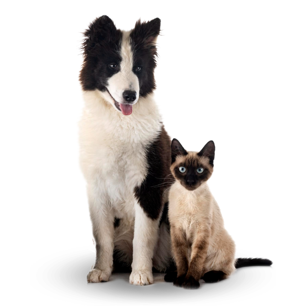 Plan Preventivo Veterinario Asturias
