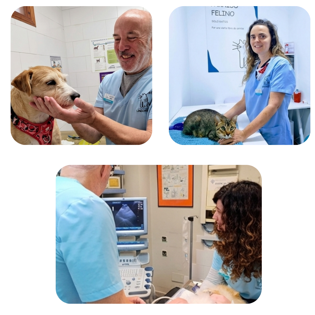 Clinica Veterinaria Lindo Pulgoso